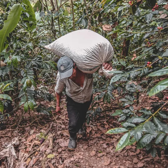 Peru, San Ignacio Decaf-thumbmail-3