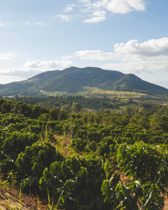 GC2603 ROTATION BraSamba FarmImage - 1080x1350 Web